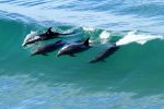 Dolphins IMG_4610