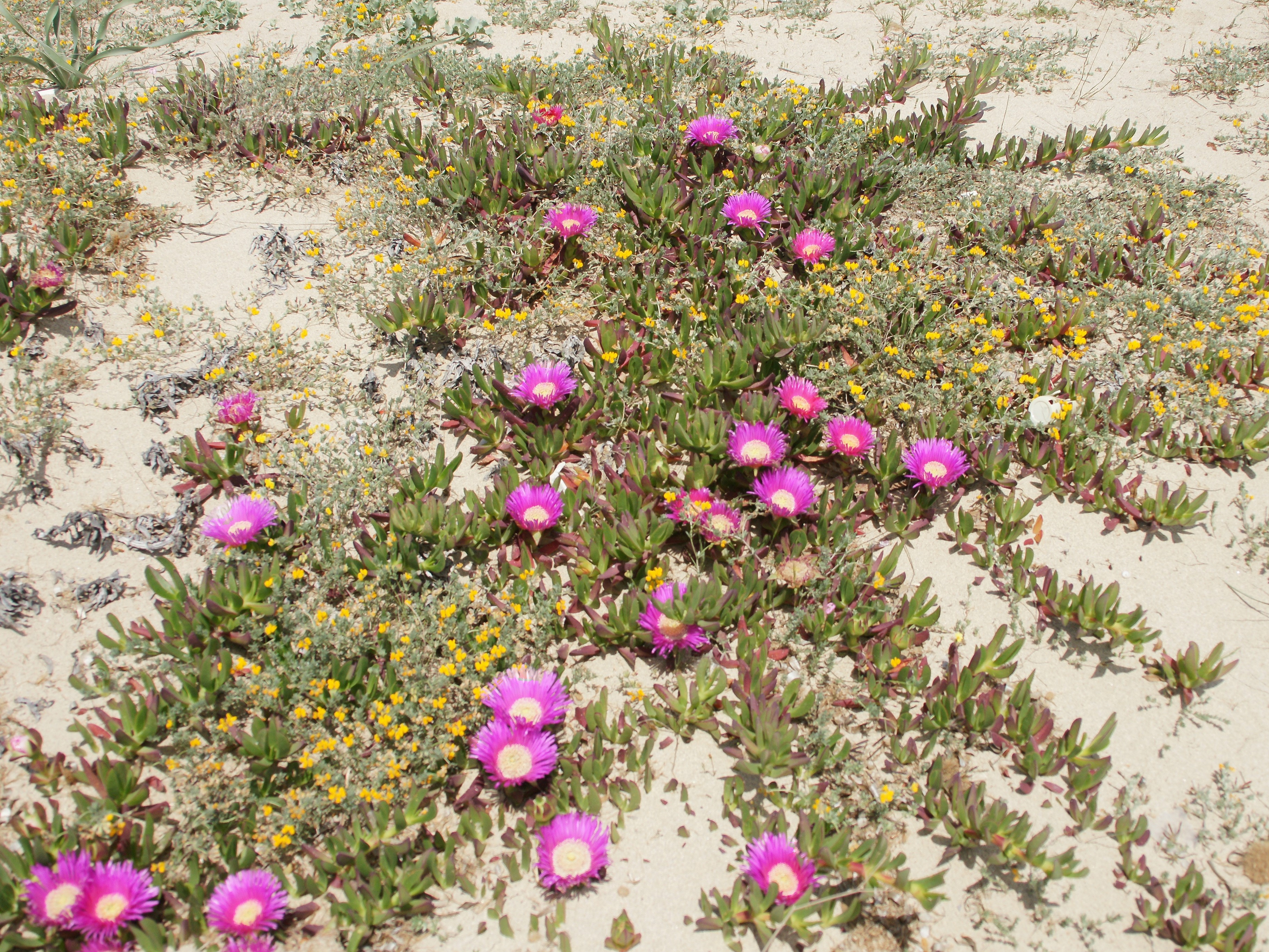 Iceplant or Hottentot fig