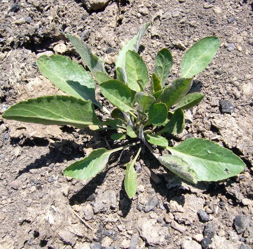 Perennial pepperweed