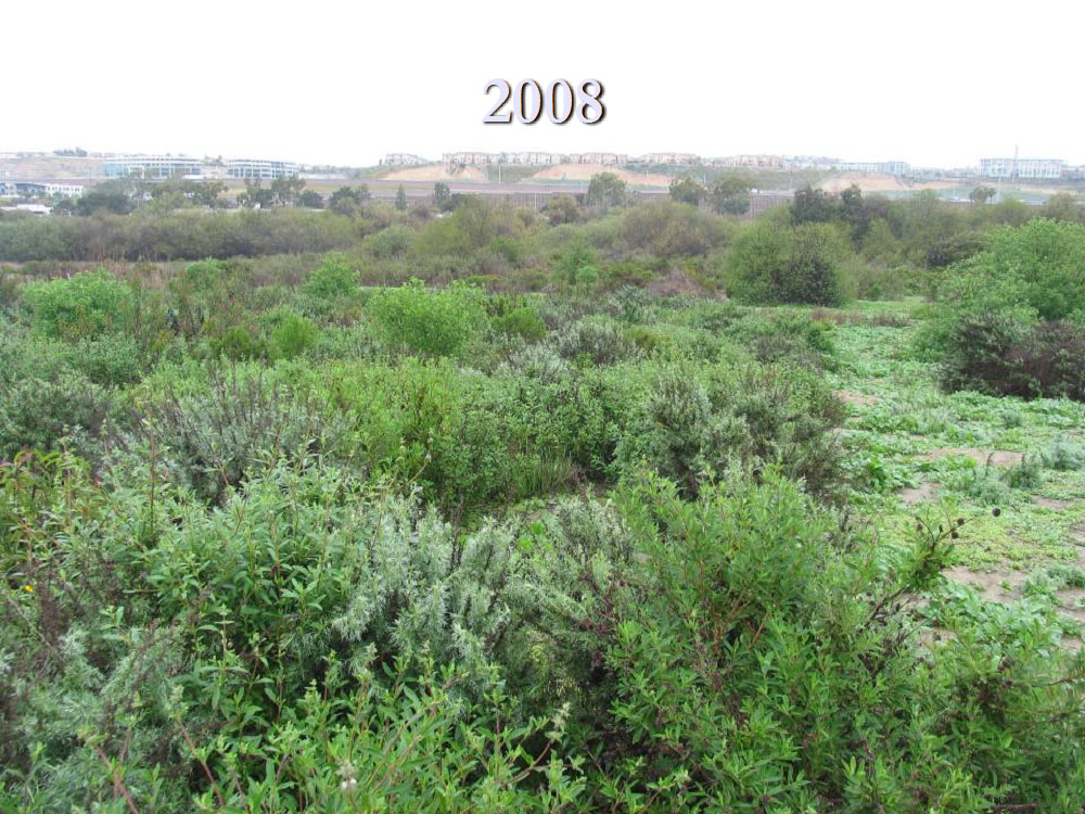 Restoration site at Los Peñasquitos Lagoon – 2008.  Photo by State Parks.