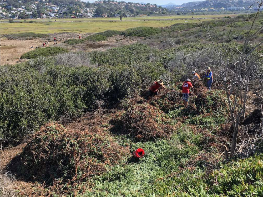 Volunteers helping remove non-native plants and habitat in Los Peñasquitos Lagoon.  Photos by State Parks.