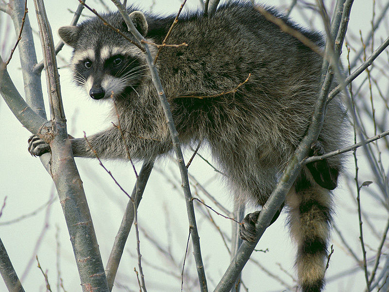 800px-Raccoon_climbing_in_tree_-_Cropped_and_color_corrected