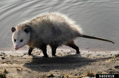 Virgina Opossum