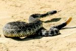 Diamond back rattlesnake